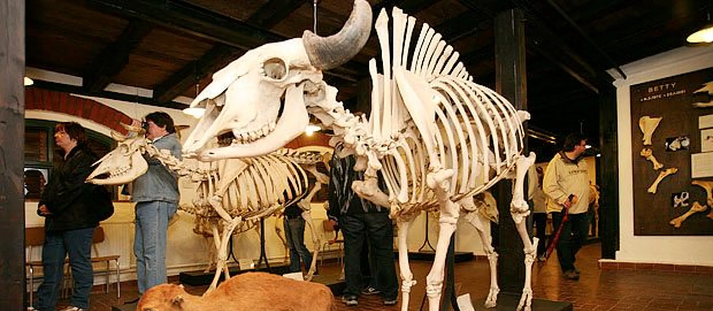 Museum für Haustierkunde „Julius Kühn“