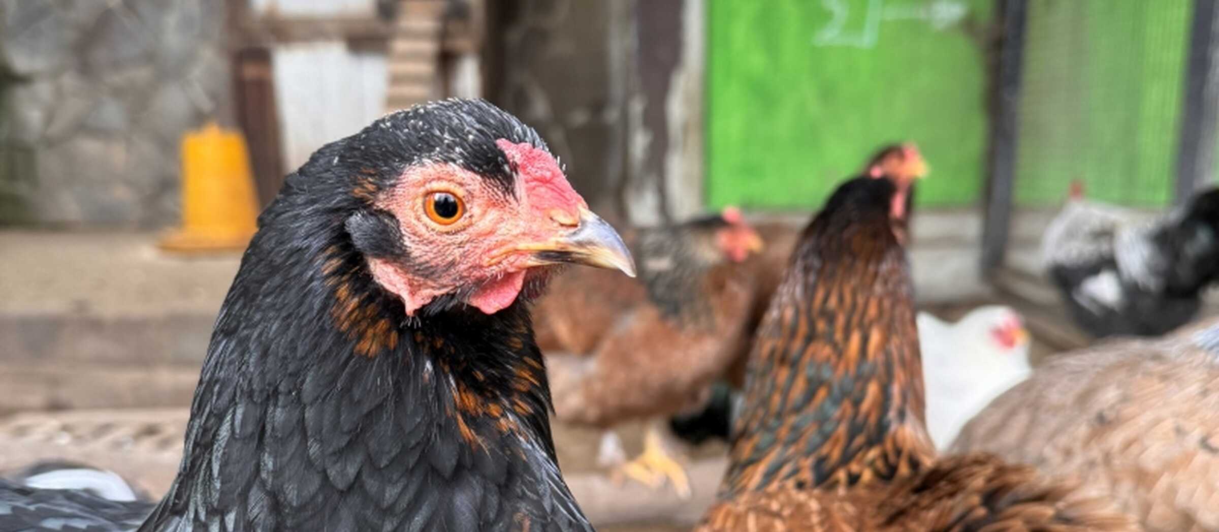 ein schwarzes und ein braunes Huhn sind zu sehen