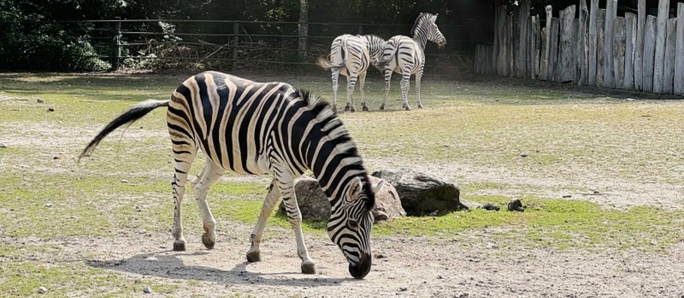 Zebra