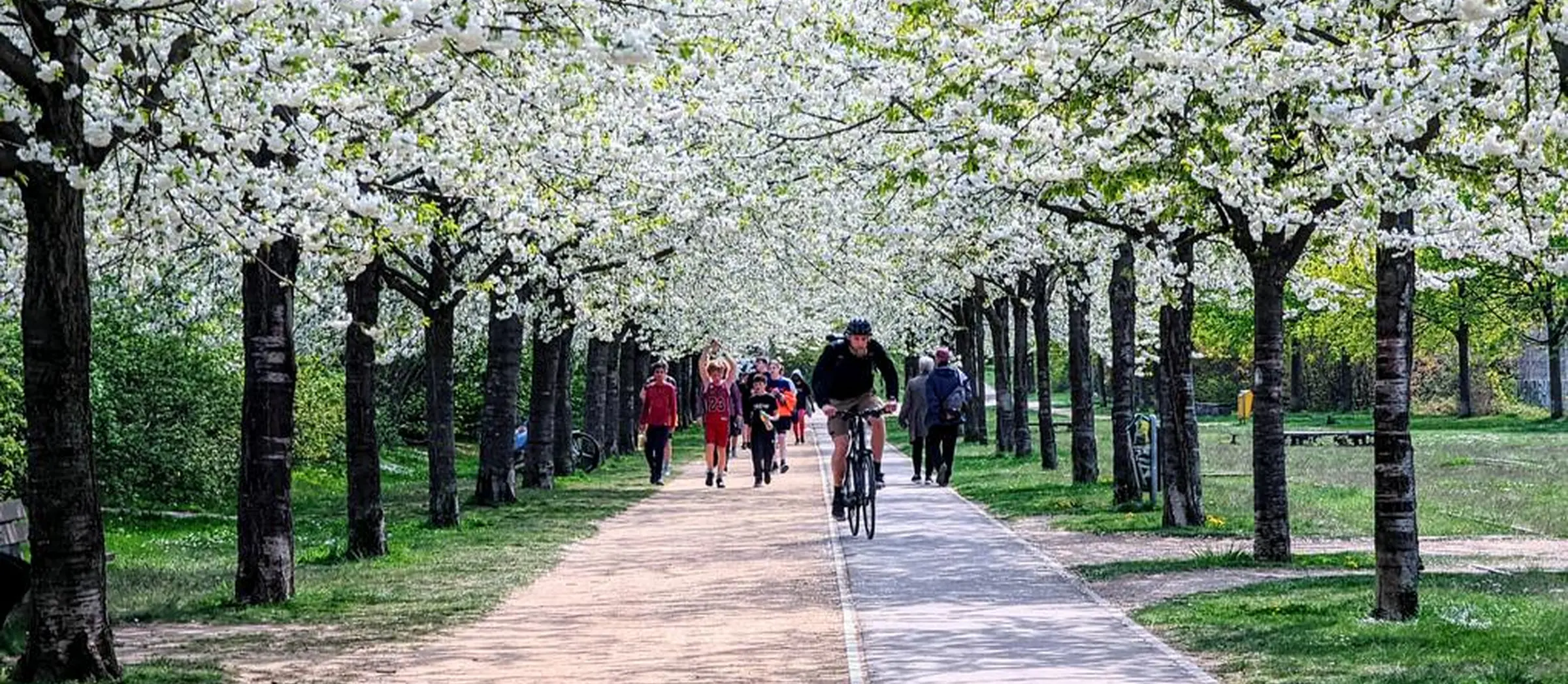 Blütezeit im Thüringer Bahnhof: Weiße Kirschblüten zieren die Fußgänger-Allee