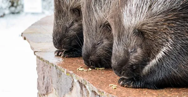 Drei Stachelschweine sitzen nebeneinander auf einer Mauer.