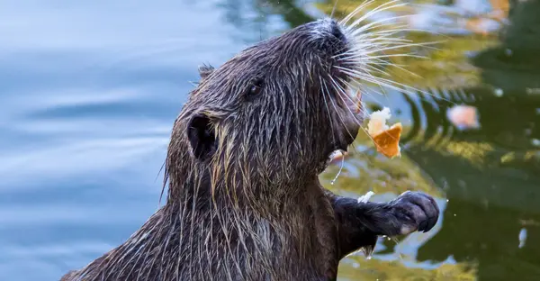 Ein Nutria ist am Ufer der Saale zu sehen. Mit seinem Mnd versucht er, ein Stück Brot zu fangen.