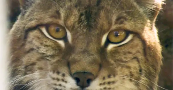 Ein Luchs ist in der Nahaufnahme zu sehen: Er schaut direkt in die Kamera.
