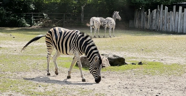Zu sehen ist ein Zebra im Tiergehege, im Hintergrund stehen zwei weitere Zebras.