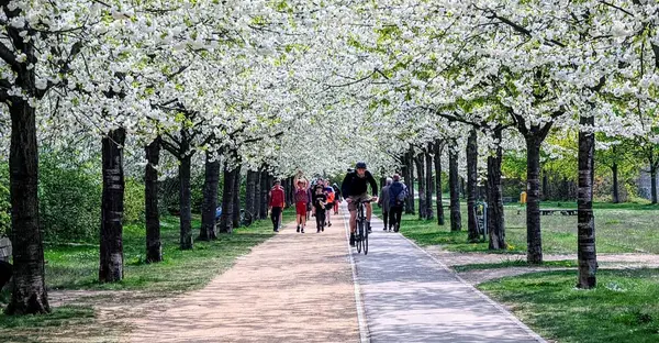 Blütezeit im Thüringer Bahnhof: Weiße Kirschblüten zieren die Fußgänger-Allee