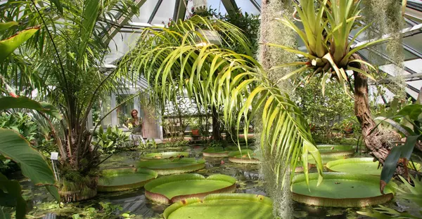 Seerosen und Palmen im Gewächshaus des Botanischen Gartens