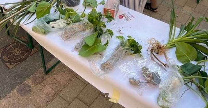 Pflanzen und Senker auf einem Tisch