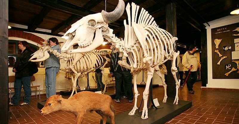 Museum für Haustierkunde „Julius Kühn“