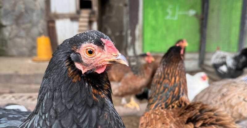 ein schwarzes und ein braunes Huhn sind zu sehen