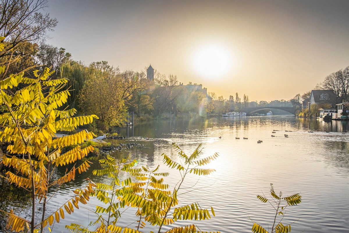 Blick in den Sonnenuntergang über der Saale, einen Fluss in Halle. Im Vordergrund sind grüne Pflanzen zu sehen.